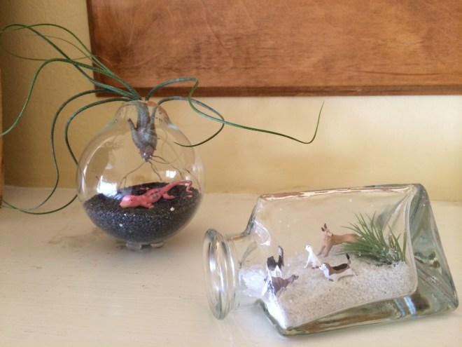 terrarium vase / bayareaassistant.com