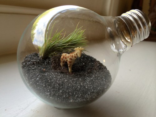 light bulb terrarium / bayareaassistant.com
