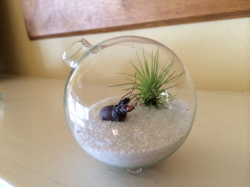 air plant terrarium / bayareaassistant.com